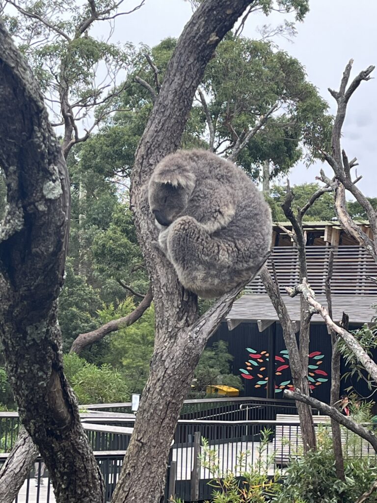 雪梨Taronga
