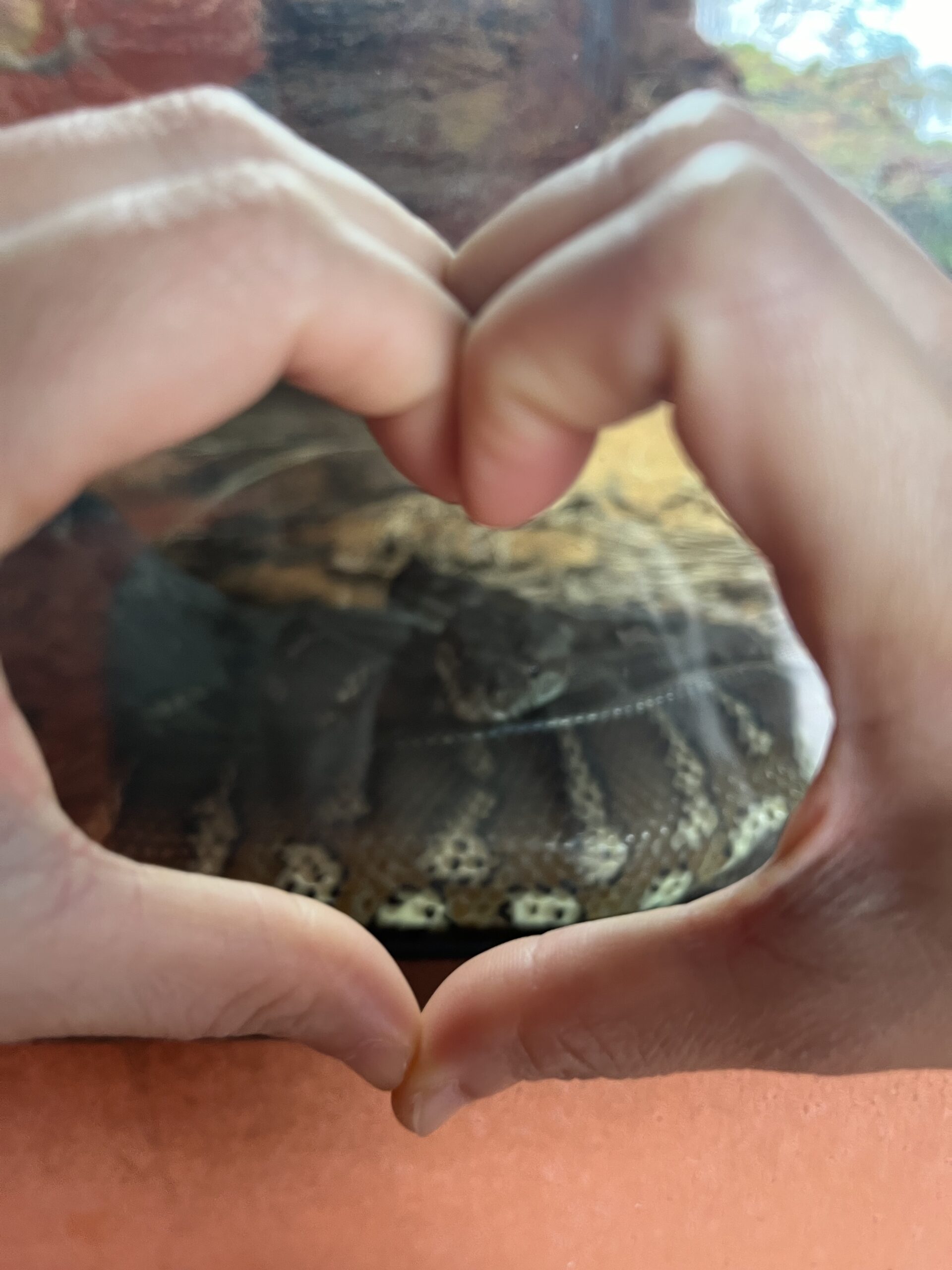動物園 毒蛇