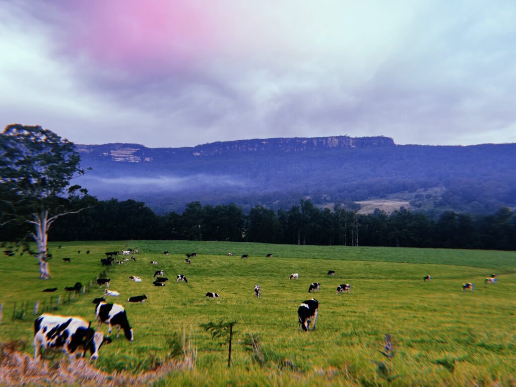 kangaroo Valley